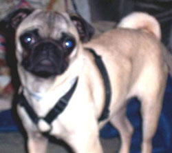 Ohio Pug Rescue, Inc. (tax Id: 31-1748269)