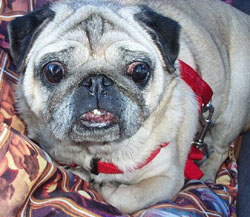 Ohio Pug Rescue, Inc. (Tax ID: 31-1748269)