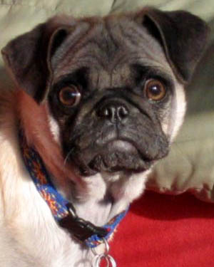 Ohio Pug Rescue, Inc. (Tax ID: 31-1748269)