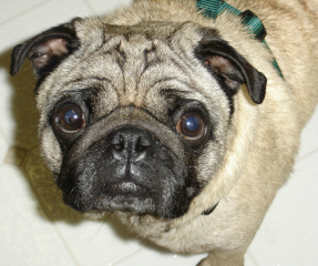 Ohio Pug Rescue, Inc. (Tax ID: 31-1748269)