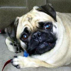 Ohio Pug Rescue, Inc. (Tax ID: 31-1748269)