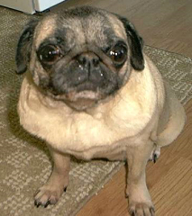 Ohio Pug Rescue, Inc. (Tax ID: 31-1748269)