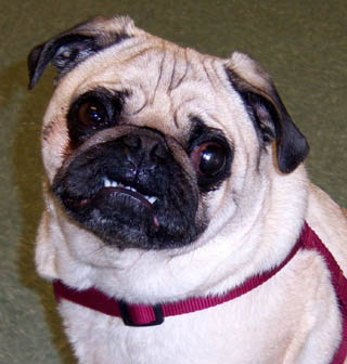 Ohio Pug Rescue, Inc. (Tax ID: 31-1748269)