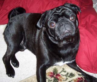 Ohio Pug Rescue, Inc. (Tax ID: 31-1748269)