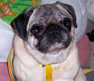 Ohio Pug Rescue, Inc. (Tax ID: 31-1748269)